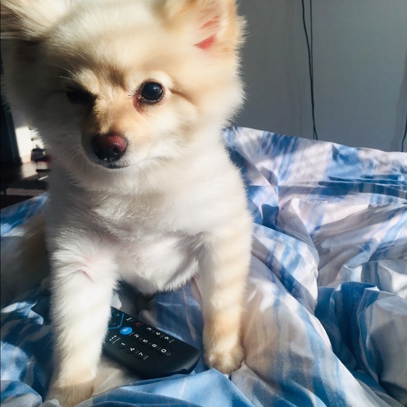 Meet Lola - Picture 3 of 4